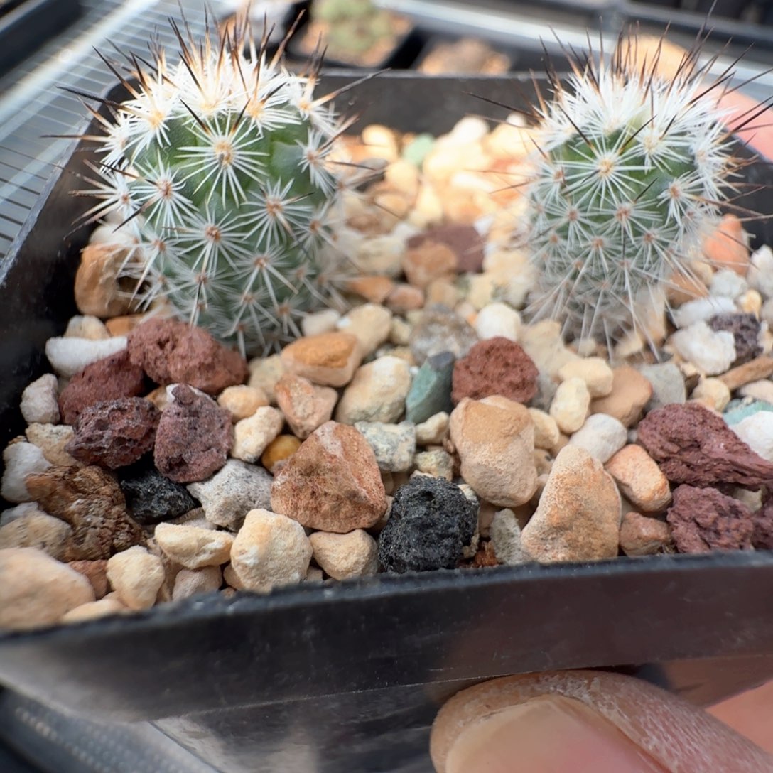 无花朵巨菲雷克两颗
