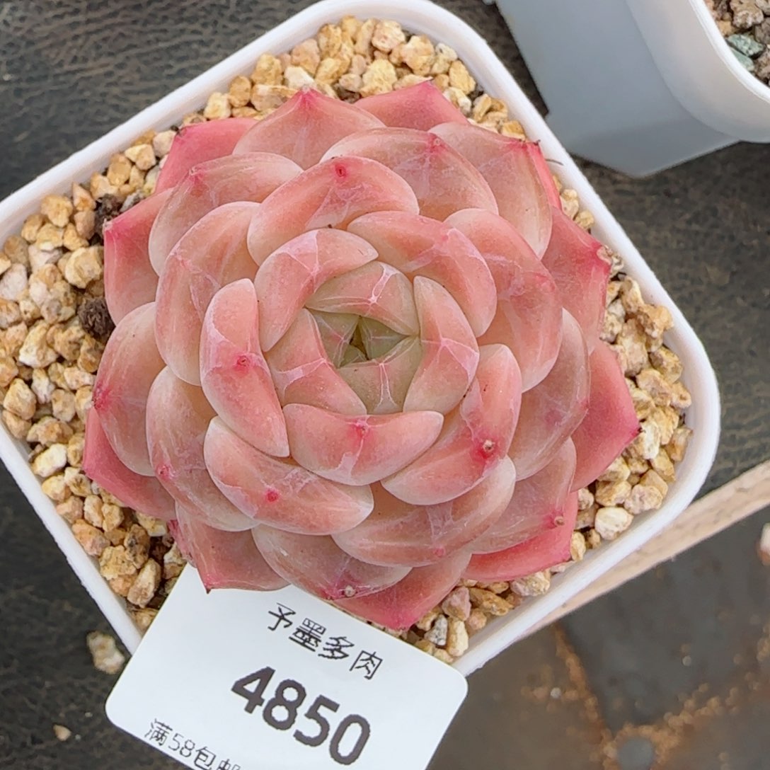 冰魄，4850多肉植物