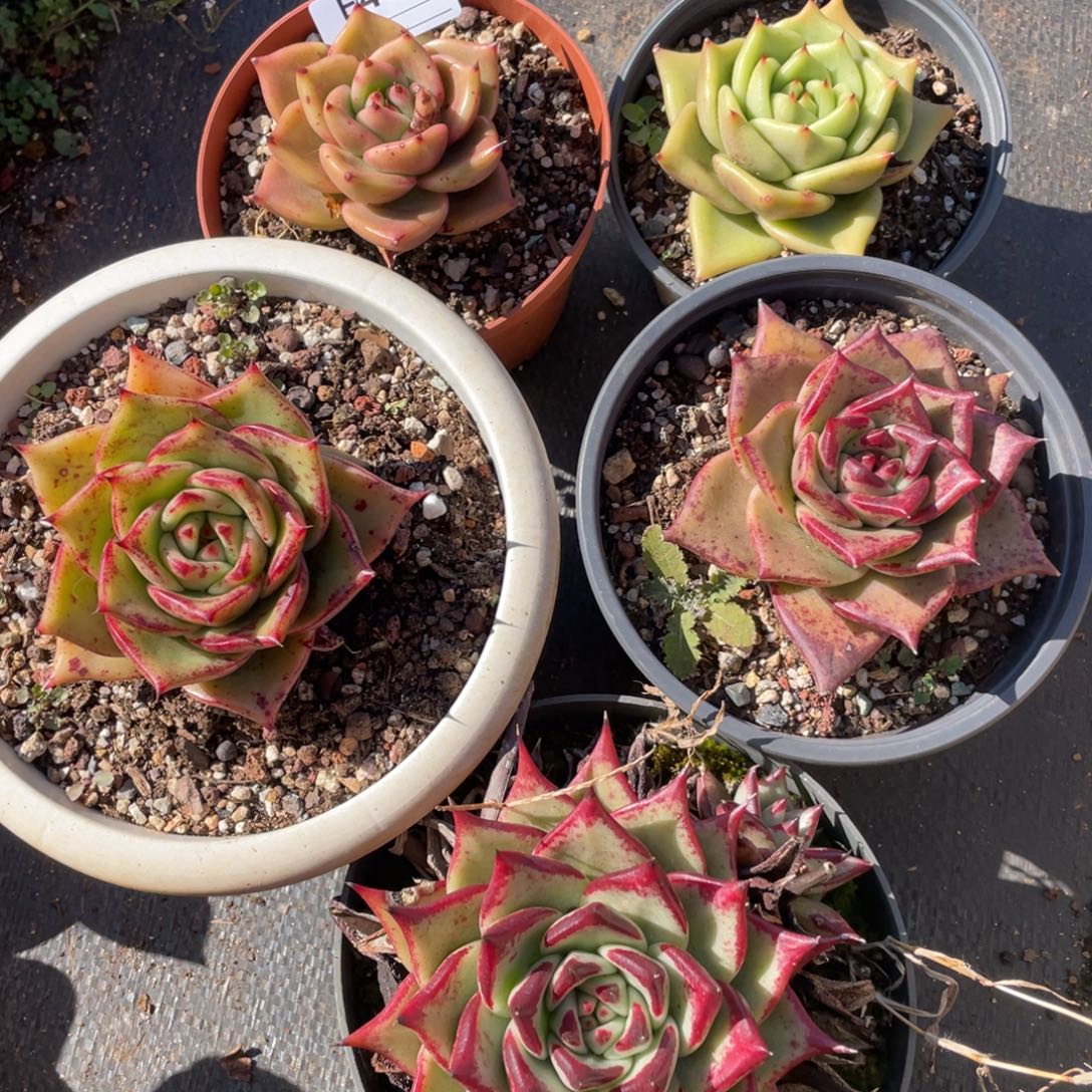 无花朵若如东云组拍E493