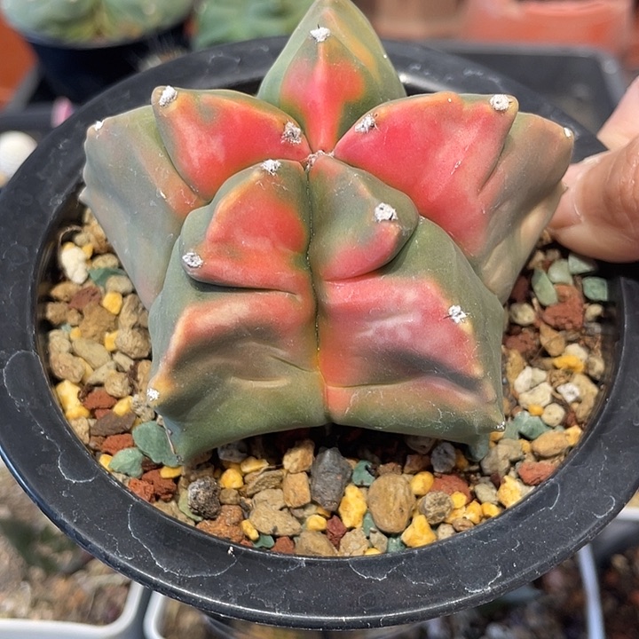 实生龟甲鸾凤玉仙人球