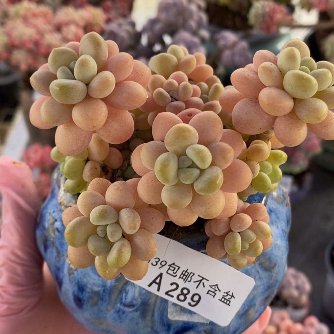 洛可可9cm289多肉植物