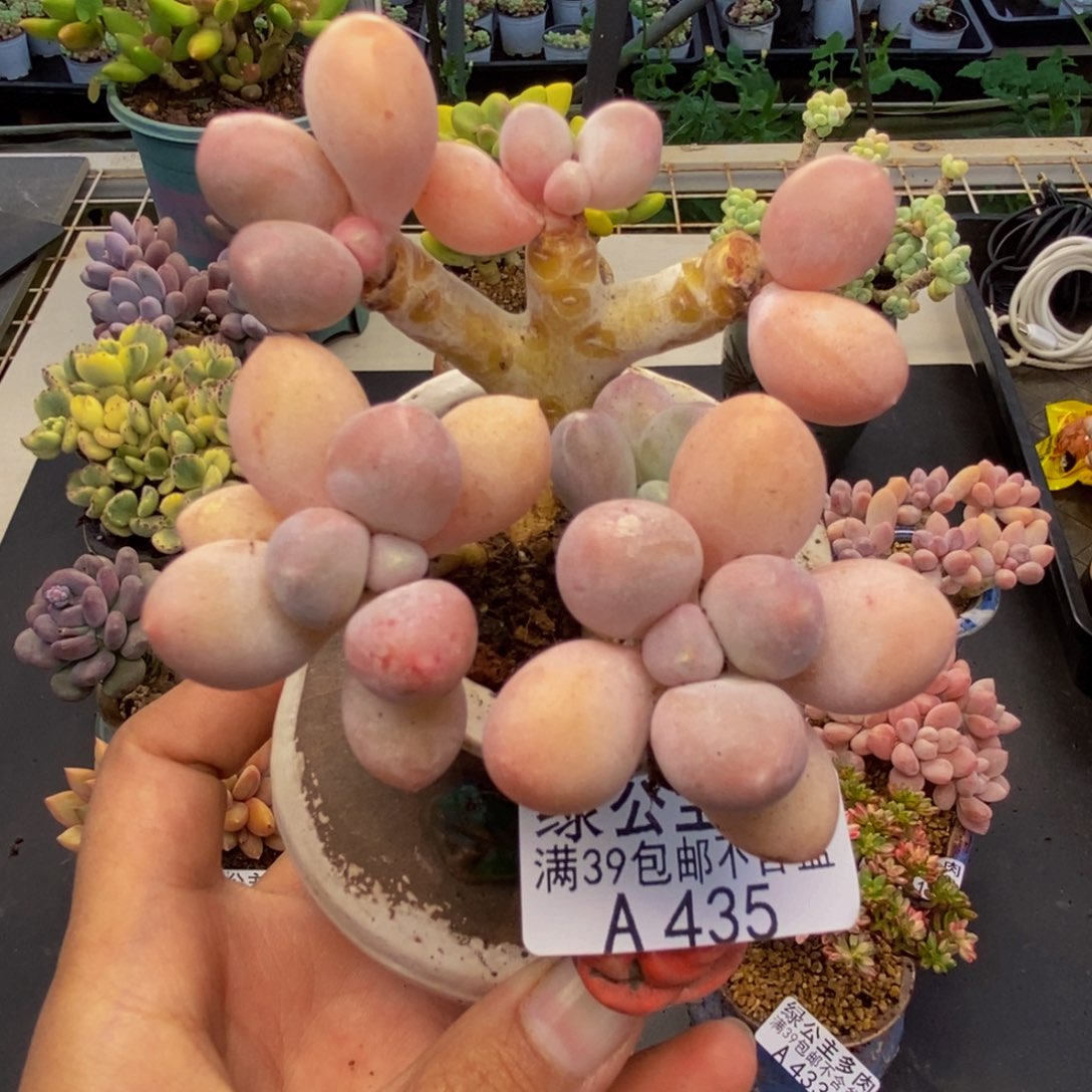 435香水手指奶多肉6cm福利