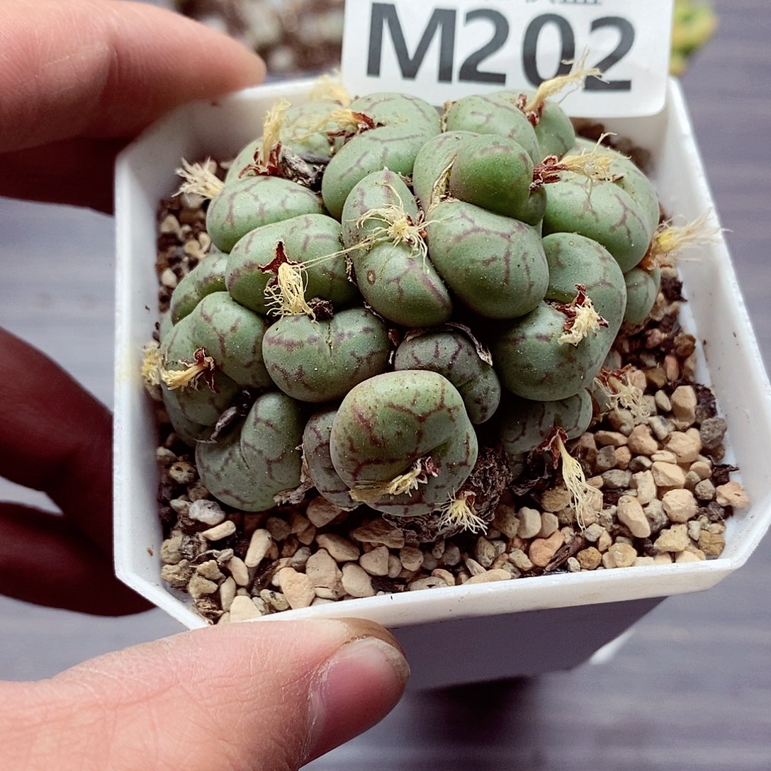 呲***花202青姬呃呃呃呃呃呃呃呃呃呃
