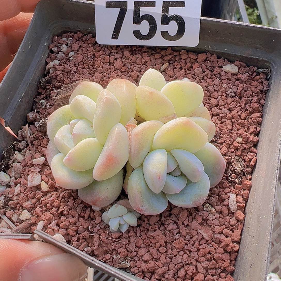 你杂一物一拍30包邮