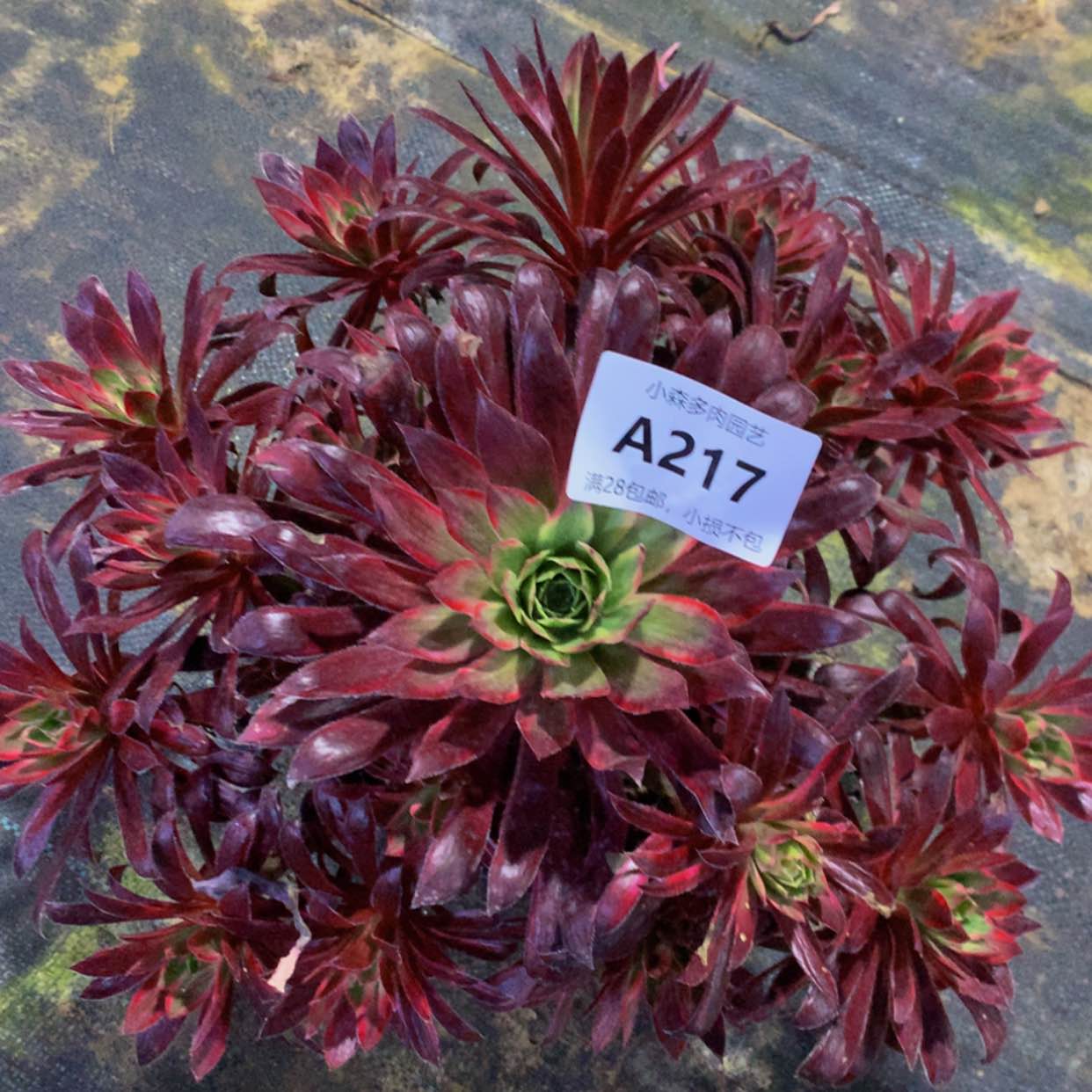 【闪购商品】217孔雀多肉