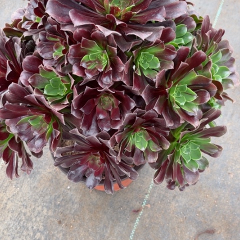 多肉植物欧若拉锦。