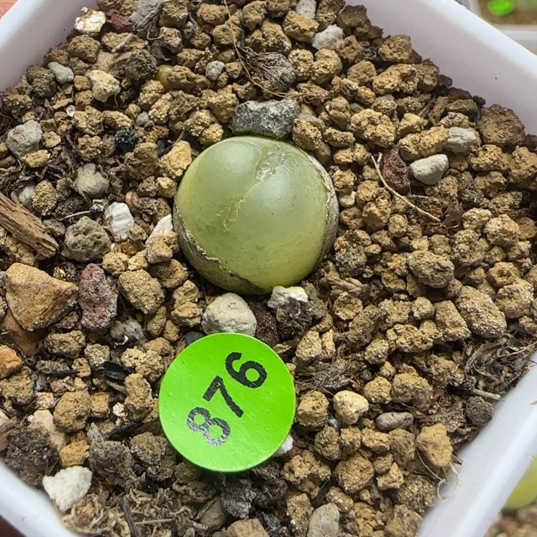 拉登1.3cm（瑕疵）876