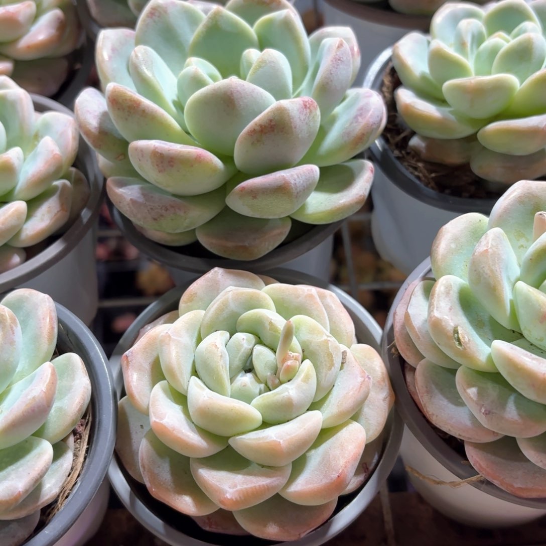 冰玉多肉9㎝盆单头