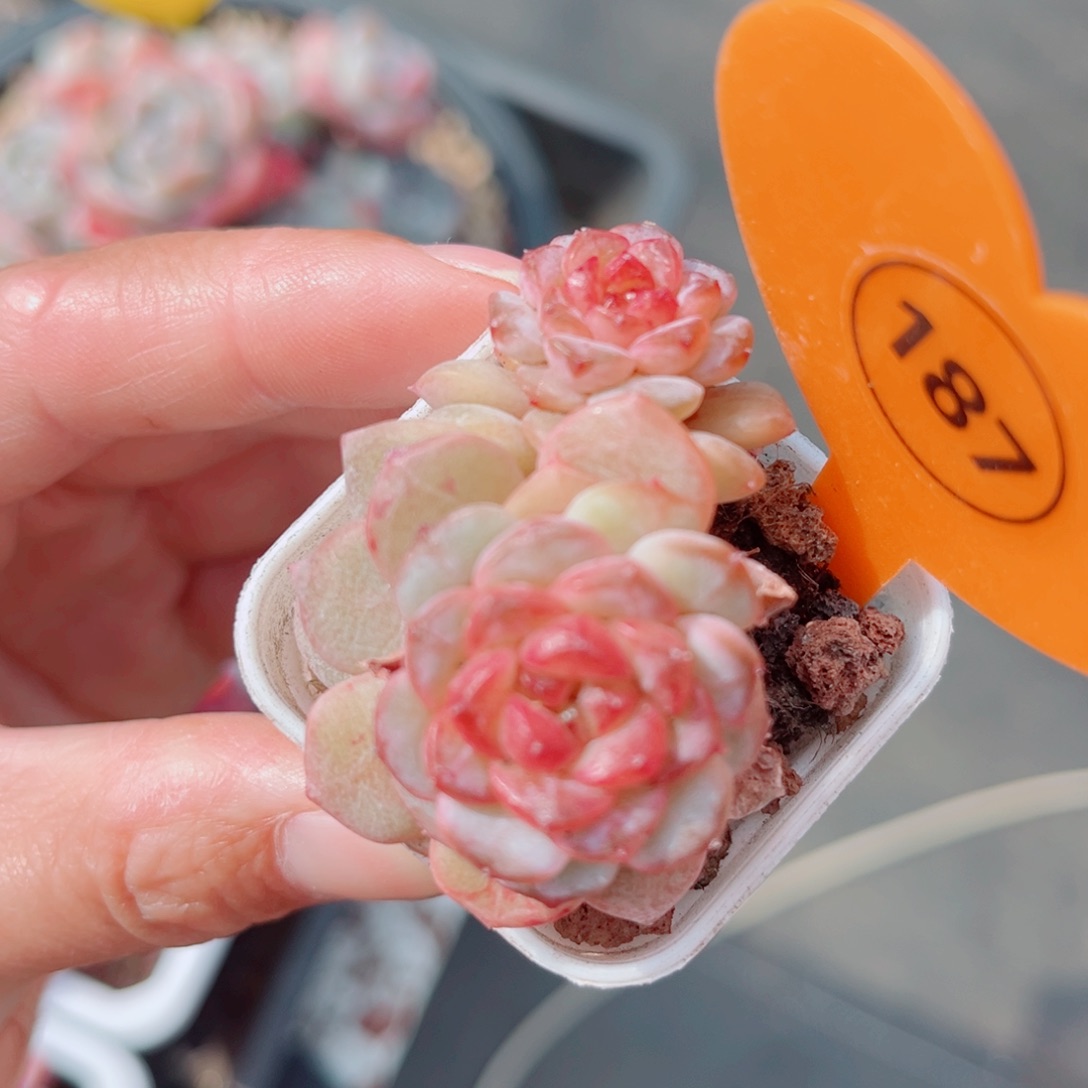 187号小老桩琉璃双头