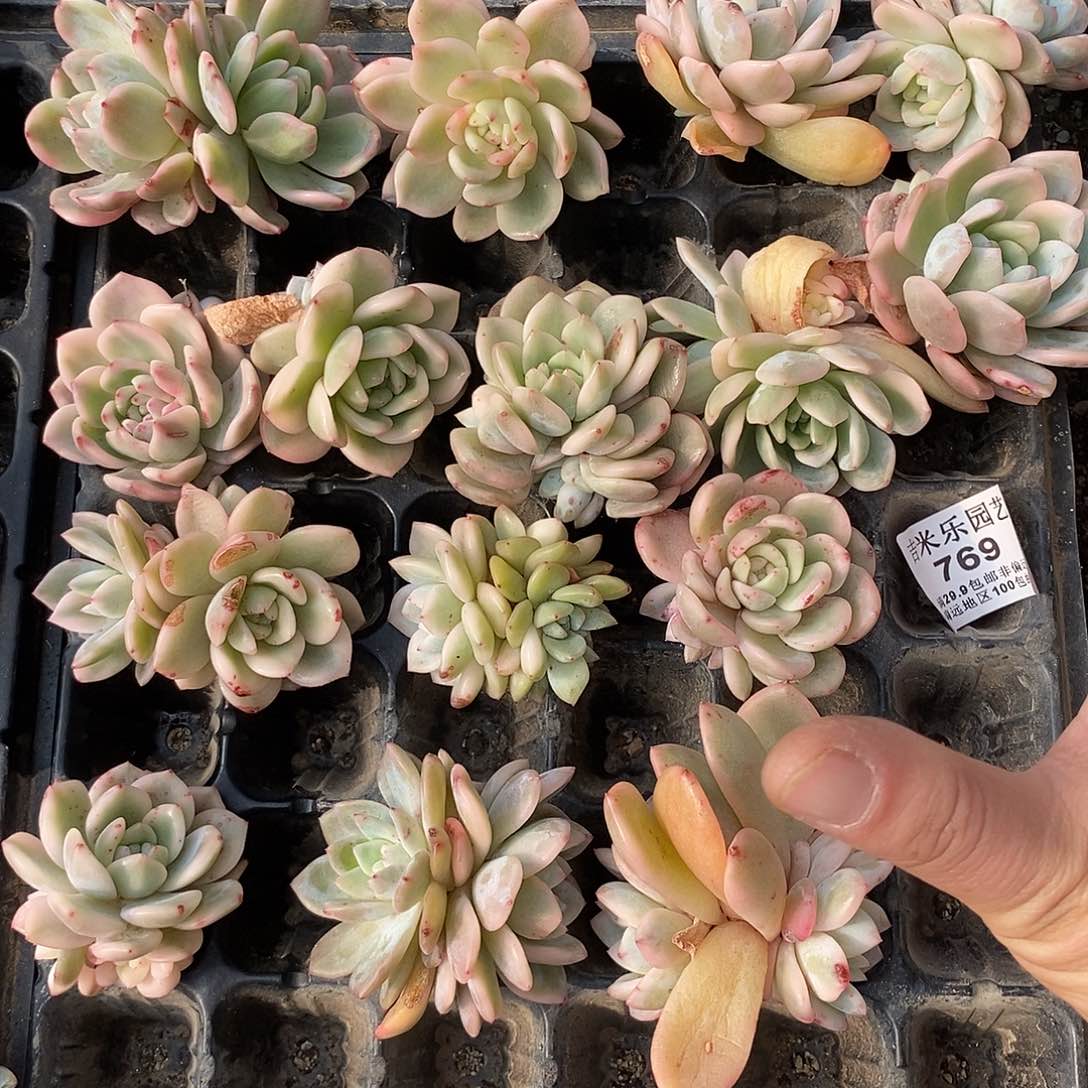 769梦露锦大底座炸多肉植物哇啦塞