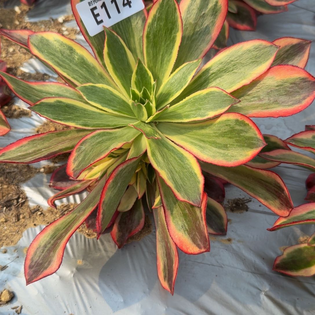 依****嫂114魅影到秋天。多肉植物