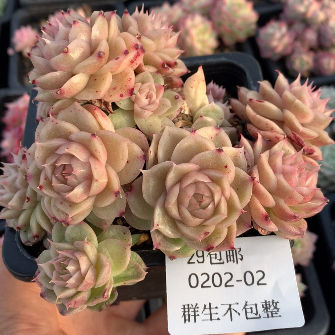 0202-02 麦杆优选