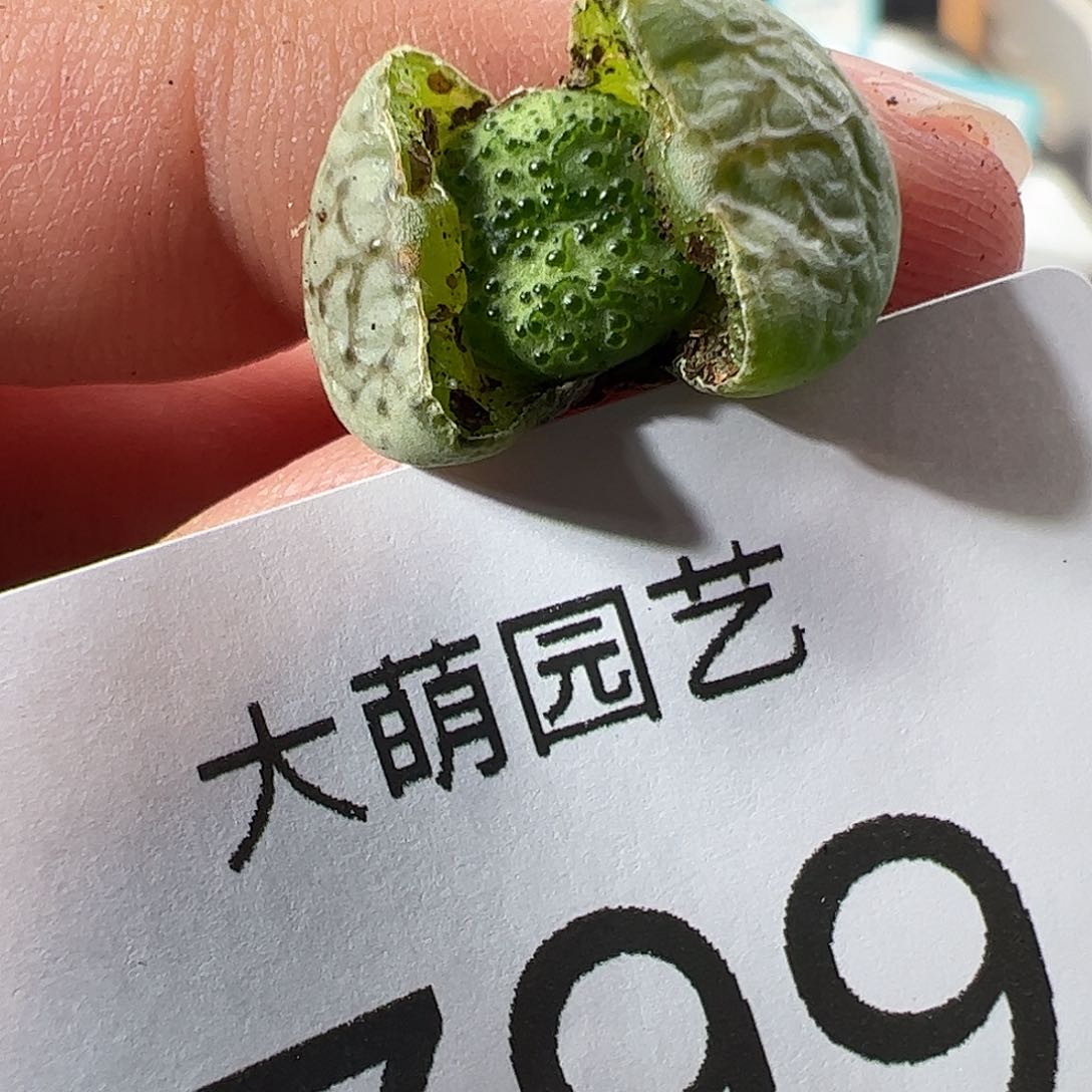 0000799 一物一拍……