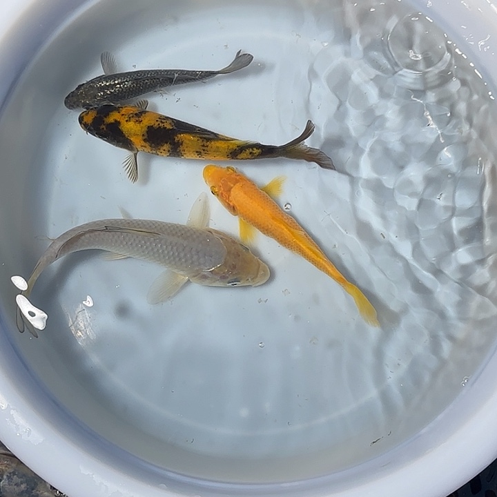 鳄***员锦鲤锦鲤的故事是