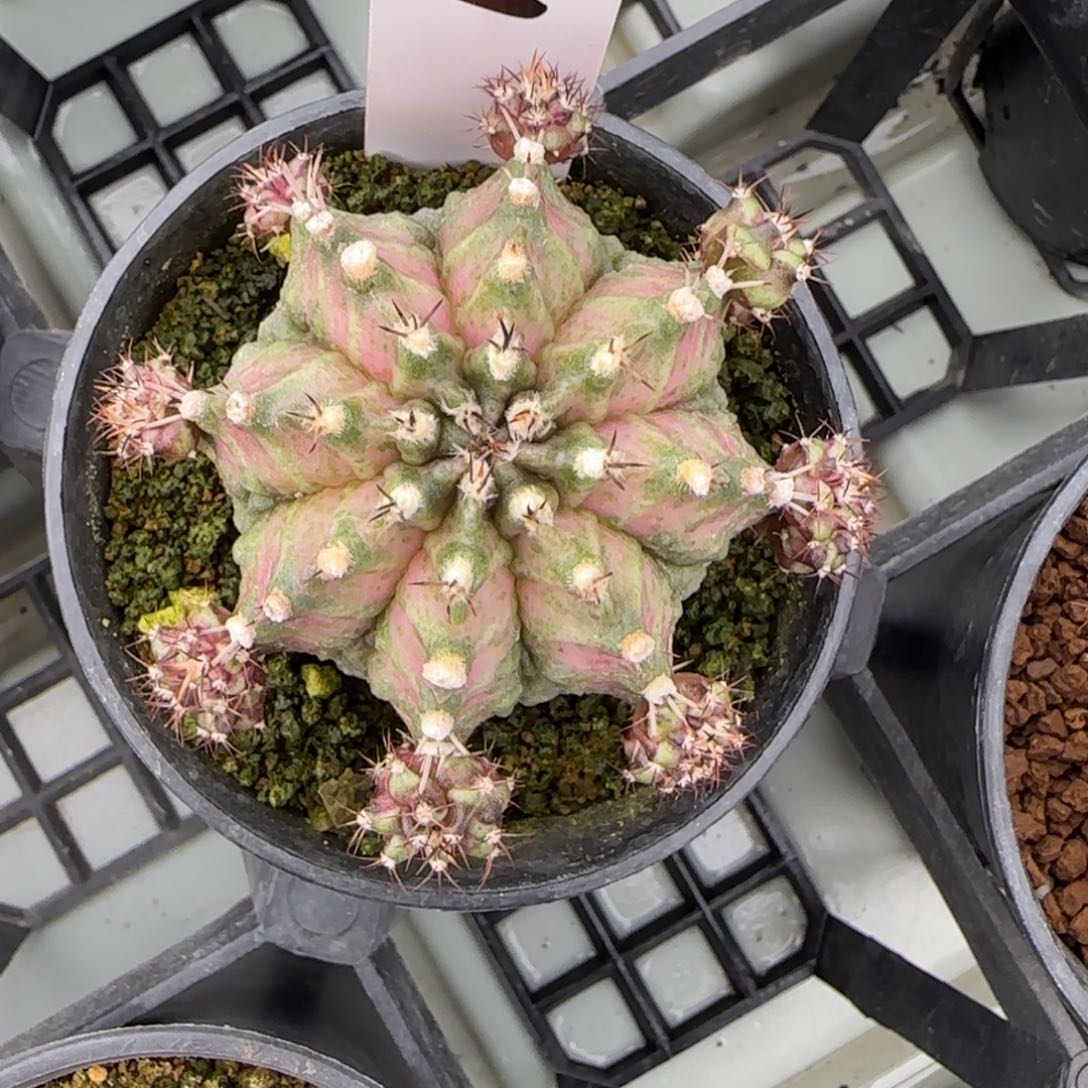 199-0213海神脱土发多肉