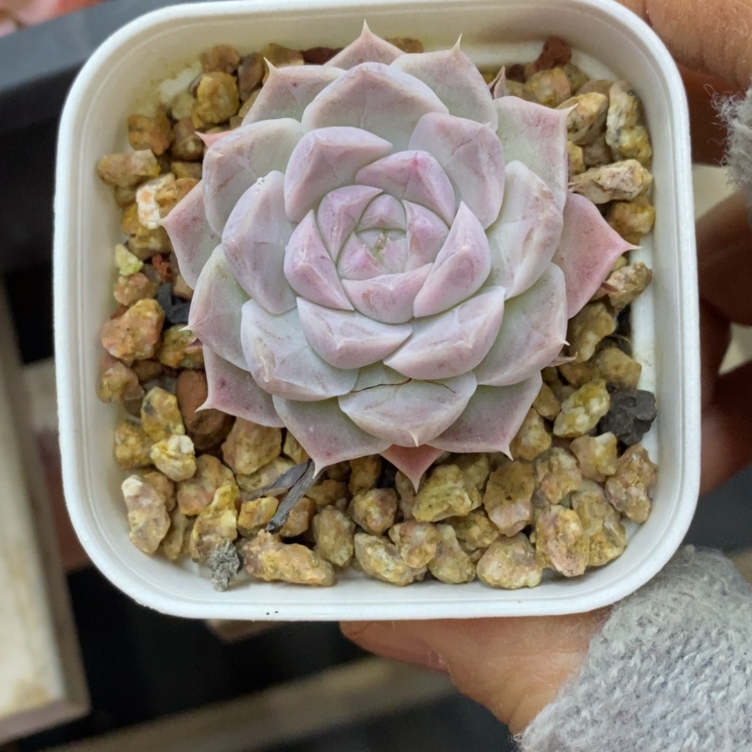 精占多肉一物一拍不包整96