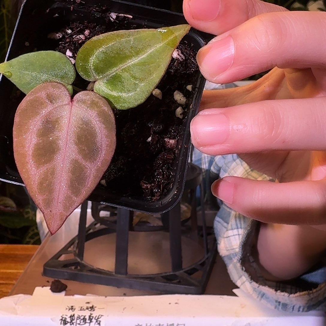 不开花植物V180skg银杂紫水晶杂面纱