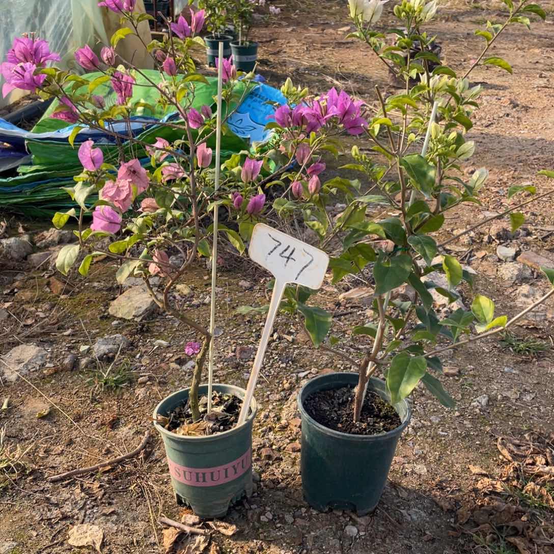 微***甜全部花朵巴西紫+白雪公主747