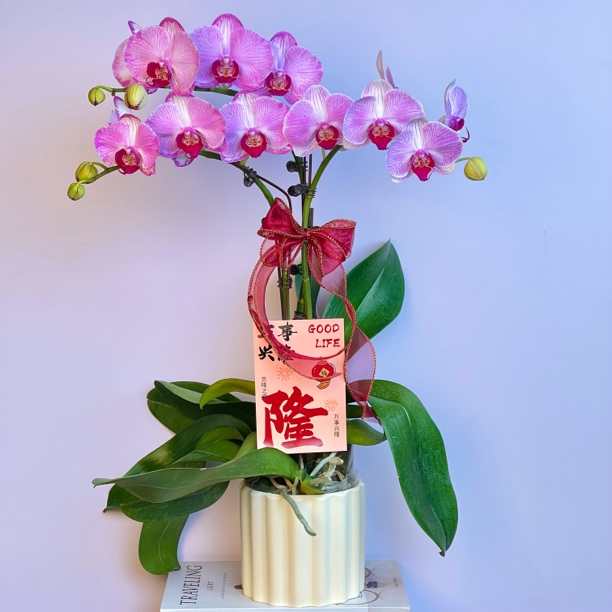 【水蜜桃】 稀有紫粉色条纹中大花型蝴蝶兰 耐看耐养 开花带花苞