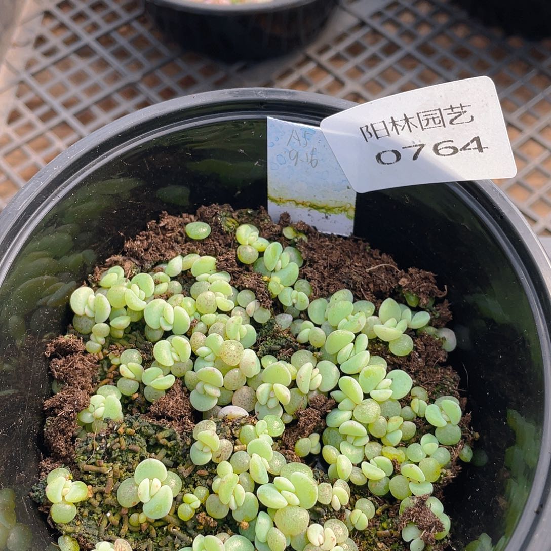 多肉植物多肉植物764