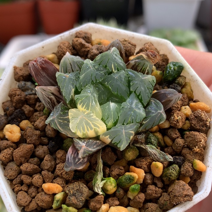 广赖玉露锦带盆土发货