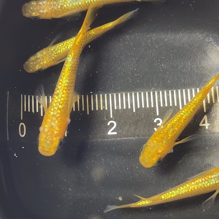 青鳉鱼阳光5条，13号，满15包邮，可叠单