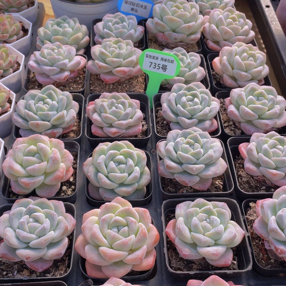 735号 樱花钻石冰玉单头一个