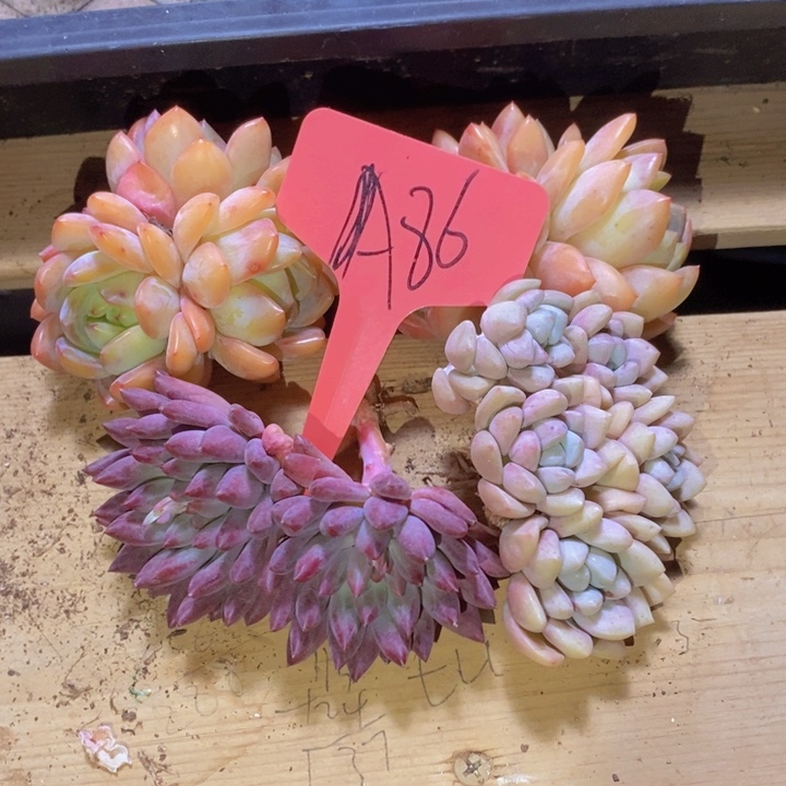 鑫***司这么多小东西怎么这么