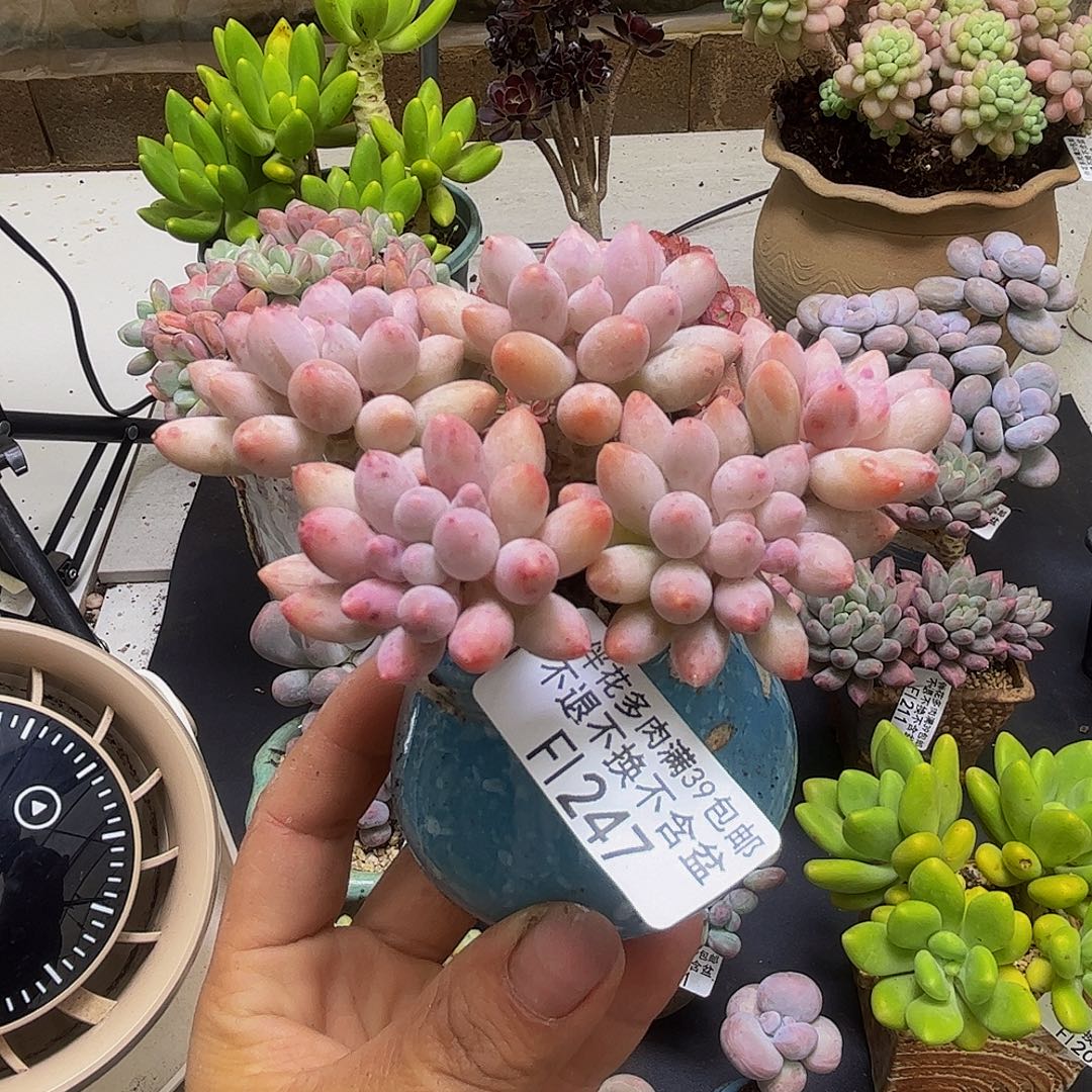 婴儿手指247/8cm多肉