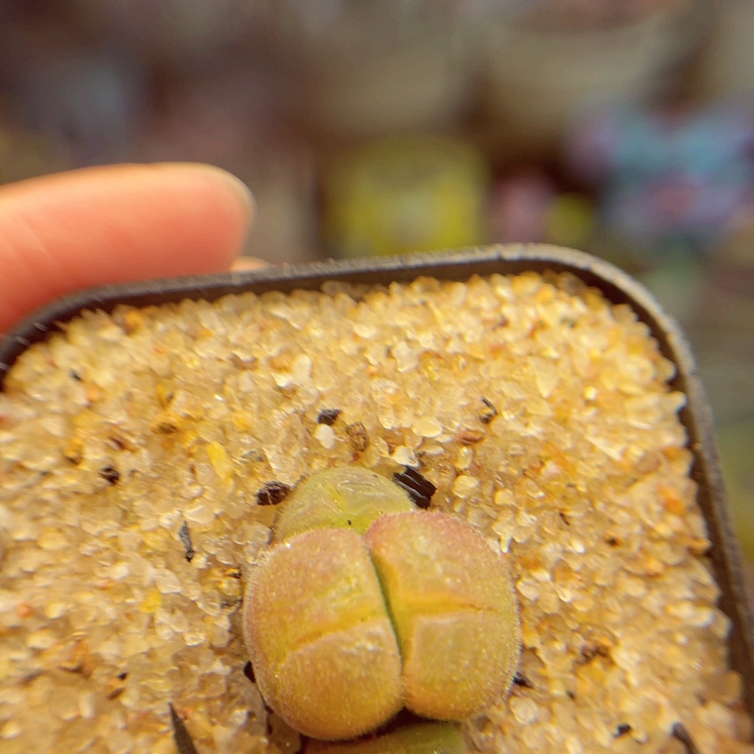 424。88888888888888888