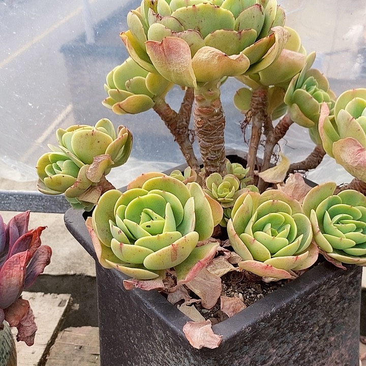 用****2碧桃老桩整无砍多肉