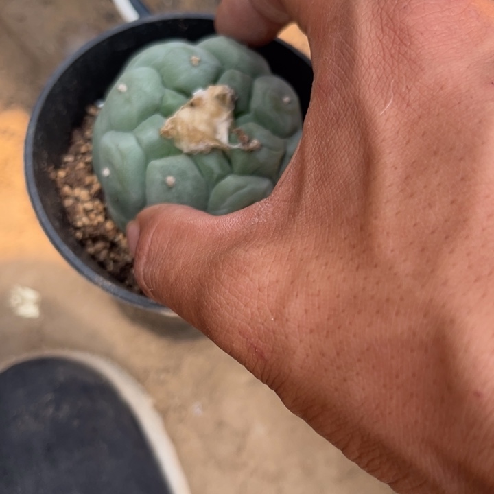 寧**遠草球落地仙人球开花