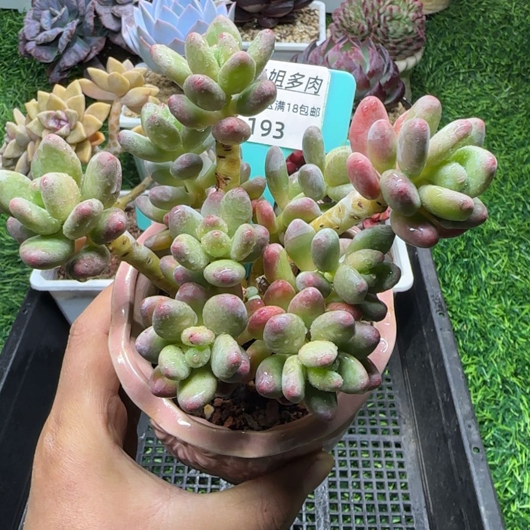 唐二姐多肉编号193