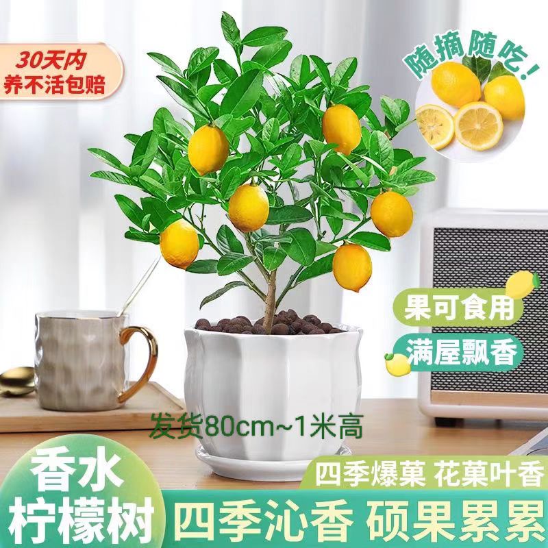 【带果发货】广西香水柠檬树苗盆栽地栽阳台庭院均可种植四季开花