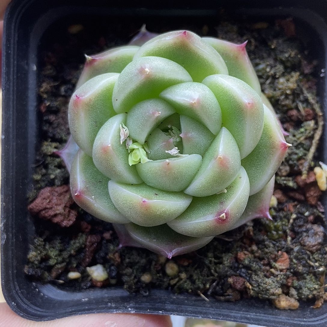 一物一拍一单包邮 52