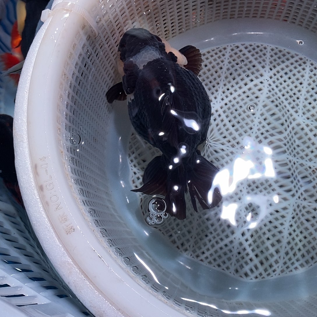 壹***叁海水鱼1条玛丽玛丽玛丽