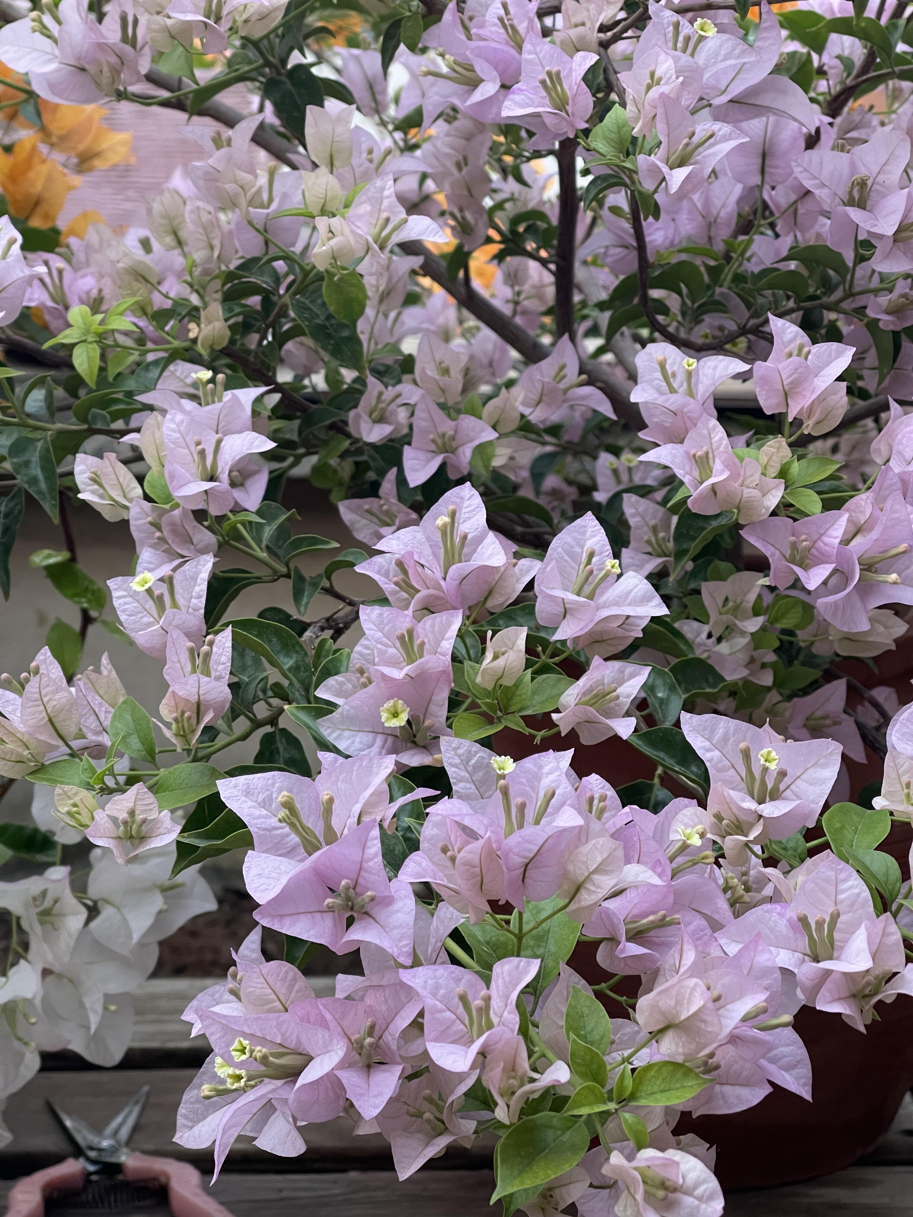 苹果花三角梅（一物一拍）