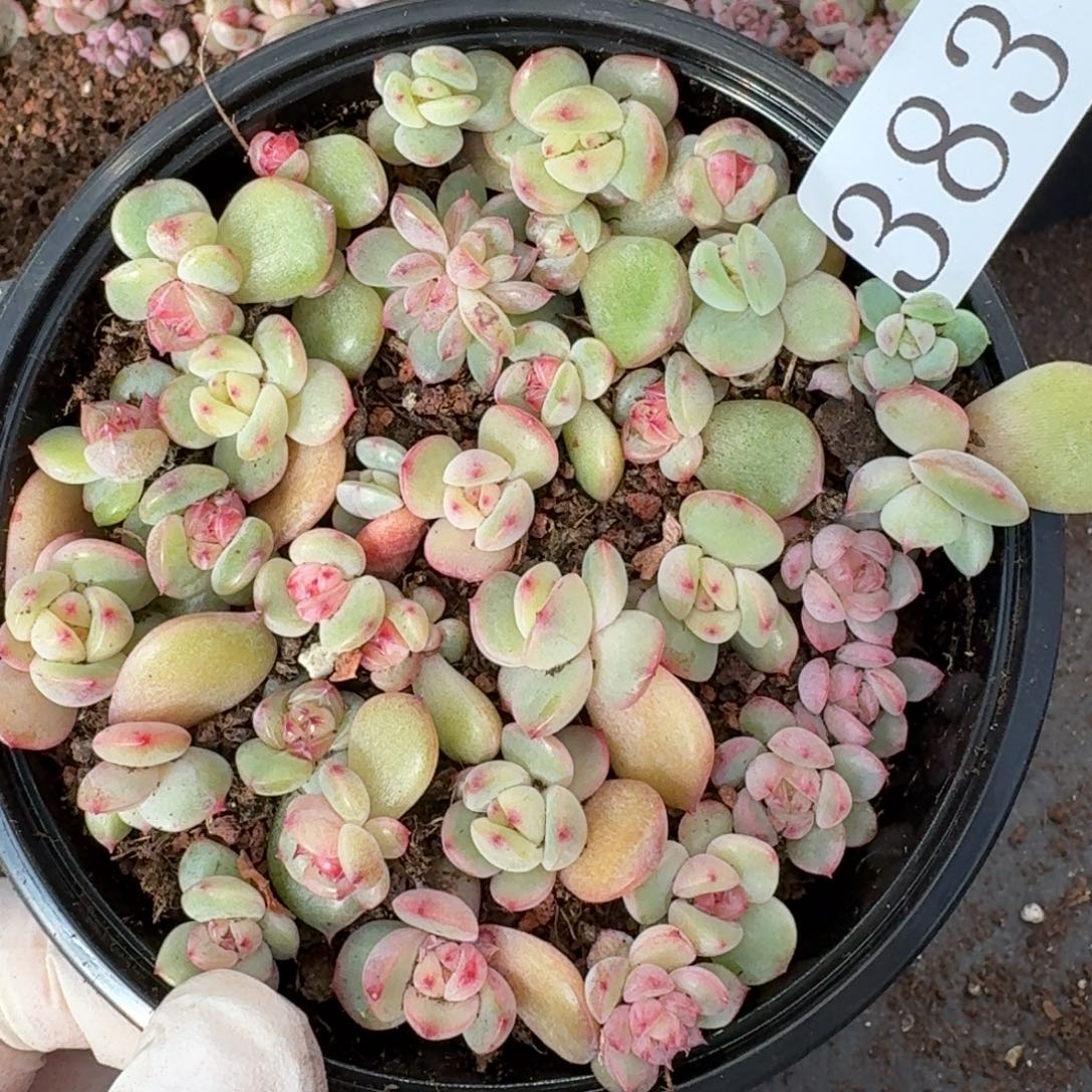 多肉植物多肉植物383