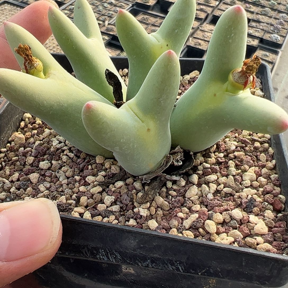 母本白花大枪。       