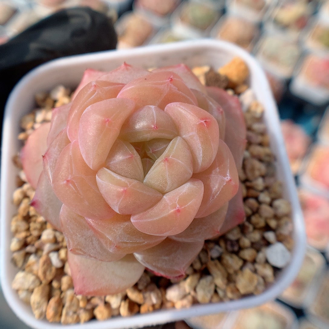 多肉植物。 糖心28