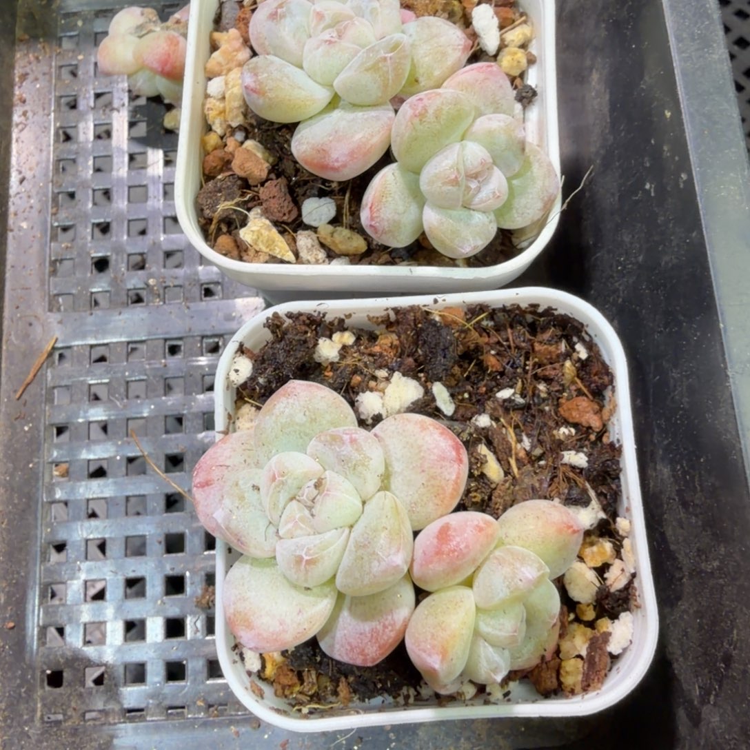 149 号到手1框江北多肉