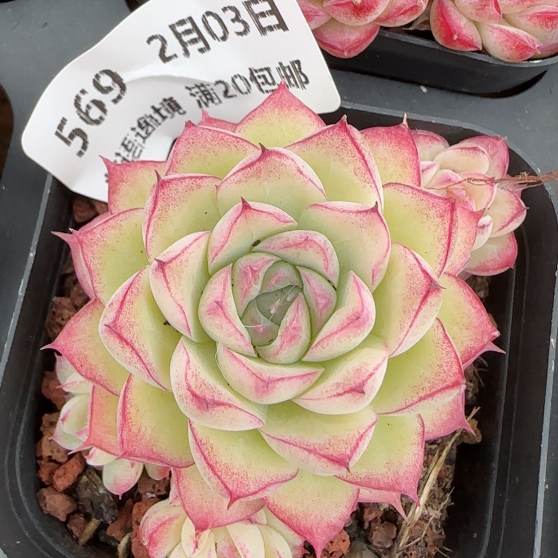 花语逸镜0203-569