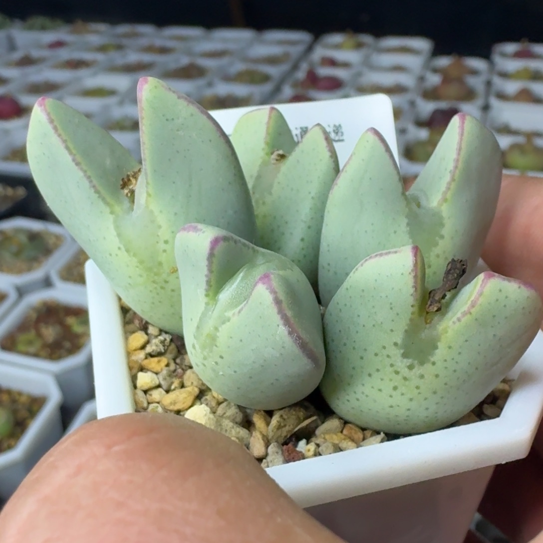 873 大眼睛少将。