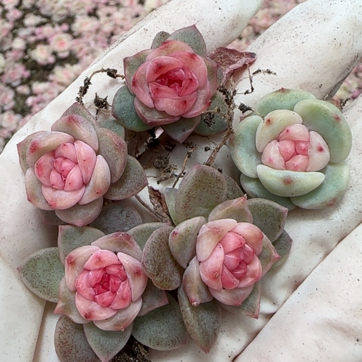 52号王者系列多肉一盒