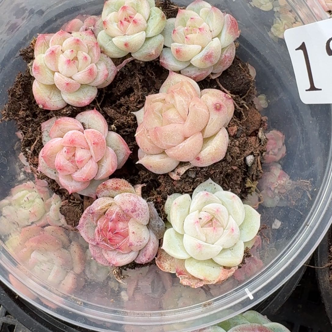 多肉植物多肉植物127