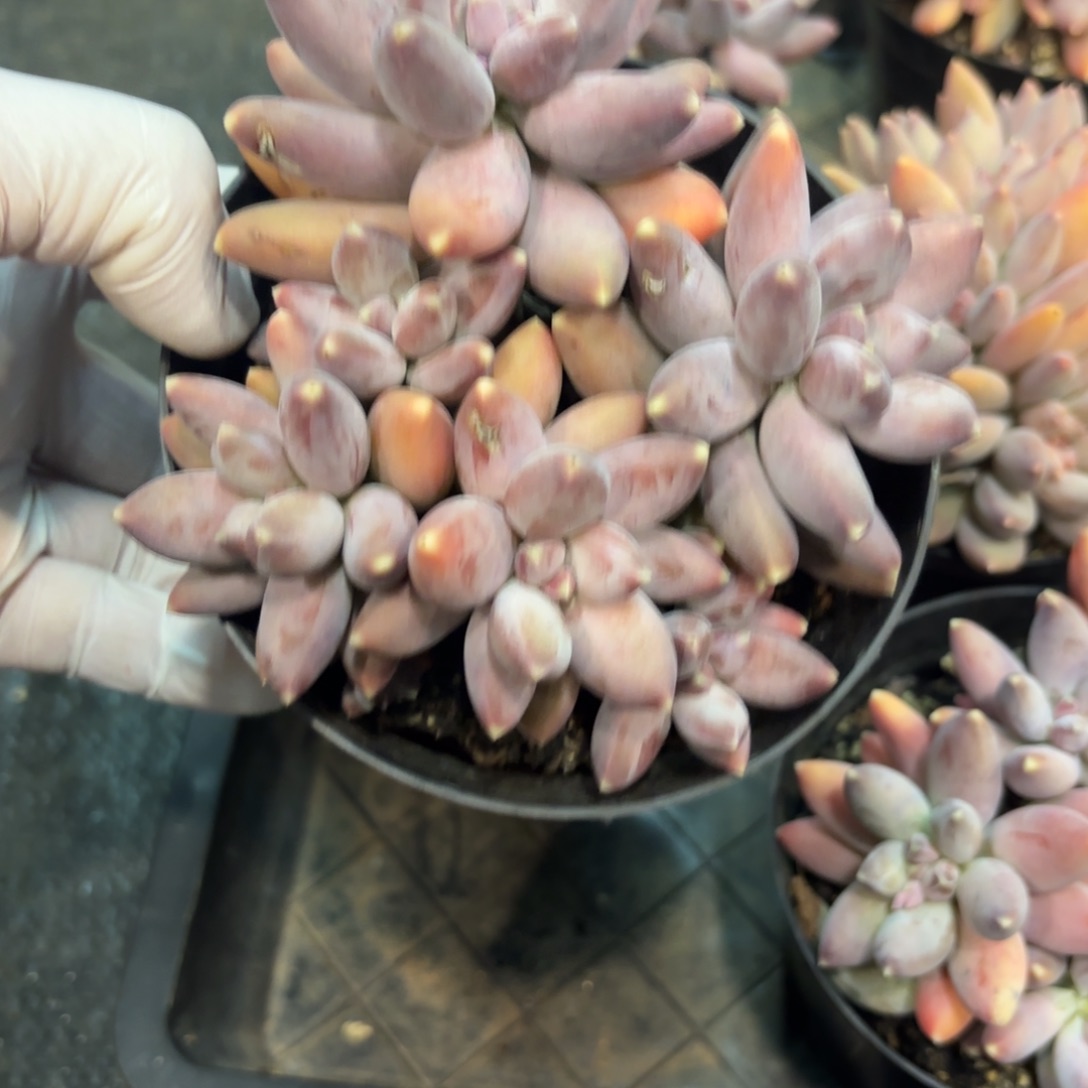 多肉植物美人杂交群