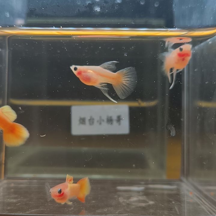 孔雀鱼黄金短球C2对