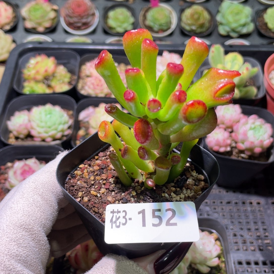 花利美3-152吸财树