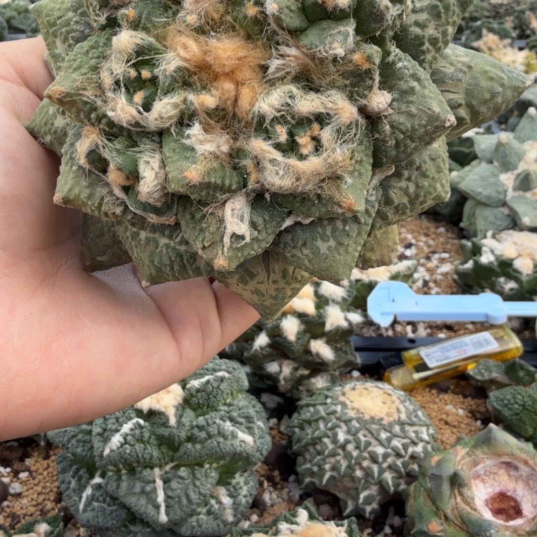 仙人球开花一个福利品