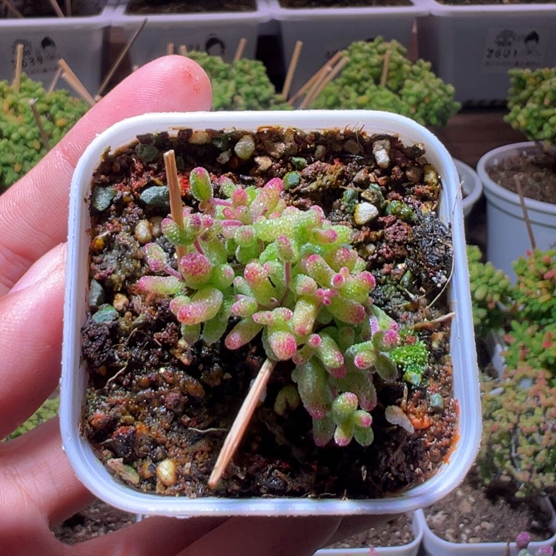 459花斑露一物一拍带盆土发货